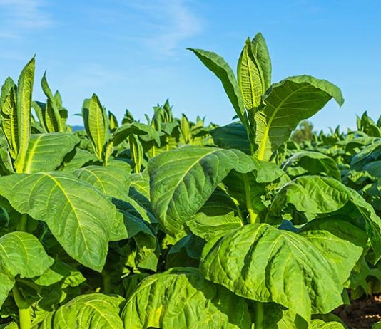 Pembatasan Kadar Nikotin dan Tar Berisiko Pukul Petani Tembakau Tanaman tembakau