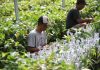 2,6 Juta Bibit Kopi-Kakao Disiapkan untuk 18.000 Hektare di Lampung Pemerintah menyiapkan bibit kopi dan kakao di Lampung