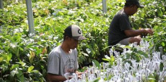 Pemerintah menyiapkan bibit kopi dan kakao di Lampung