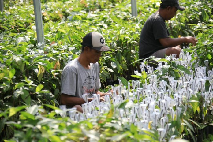 Pemerintah menyiapkan bibit kopi dan kakao di Lampung