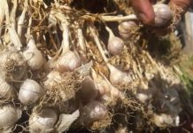 bawang-putih