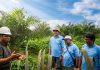 Kemitraan memperkuat pengelolaan kebun melalui pendampingan Good Agricultural Practices (GAP).