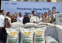 Cerita Mentan Amran Tidak Bisa Tidur Pikirkan Masalah Peternak Menteri Pertanian (Mentan), Andi Amran Sulaiman