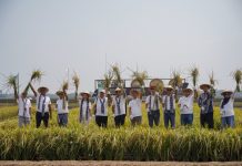 Inovasi Teknologi Dorong Transformasi Pertanian Padi Indonesia Syngenta Indonesia