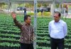 Wakil Menteri Pertanian (Wamentan), Alim Setiawan Slamet